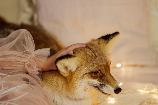 Fox resting indoors with human hand touching fur