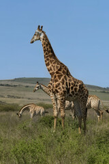 Fototapeta premium southern giraffe standing prominently with members of its herd foraging in tall grass against rolling hills