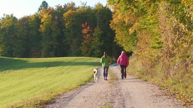 AERIAL: Rear view of a young woman and senior woman walking together with two mixed breed dogs on a quiet rural road. recreation in golden autumn light among rolling meadow and colourful woodland.