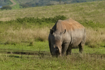 white rhinoceros grazing quietly on a grassy slope with rolling savanna hills and distant dirt tracks © debjit