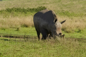 southern white rhinoceros grazing peacefully through open green and golden grassland in a south african game reserve © debjit
