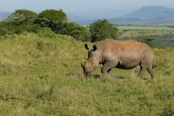 massive southern white rhinoceros grazing peacefully along an open grassy hillside against scenic distant rolling plains and blue sky in south africa © debjit