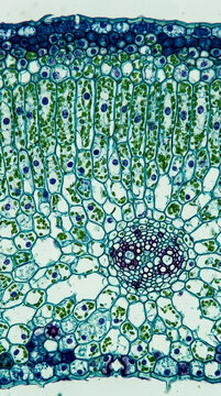 Microscopic view of plant leaf cross section showing vascular bundle and mesophyll cells