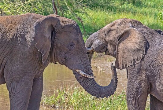 &bull; Two wild African bush elephants playful fighting and sparring in a muddy watering hole during a safari game drive at Sungulwane Private Game Lodge in the Munyawana Conservancy, KwaZulu-Natal, South 