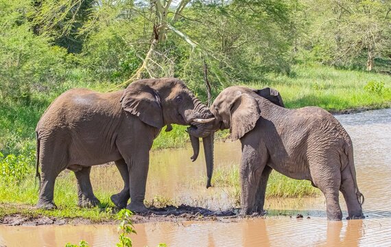 &bull; Two wild African bush elephants playful fighting and sparring in a muddy watering hole during a safari game drive at Sungulwane Private Game Lodge in the Munyawana Conservancy, KwaZulu-Natal, South 