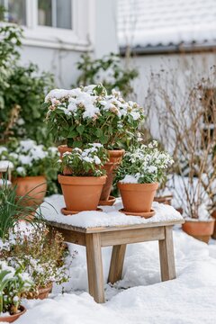 Terracotta flower pots with green plants and delicate flowers covered in fresh snow on a wooden table in a residential winter garden