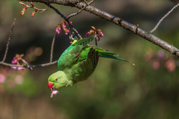 Obraz premium Vivid green rose-ringed parakeet holding a cherry blossom in its beak on a tree branch