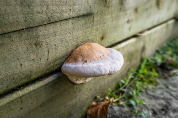Close-up of a thick bracket fungus emerging from a gap in weathered wooden boards, showing a pale rounded fruiting body and natural decay. © Spencer Pavia