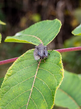Rear close-up of a grey mottled shield bug in the family Pentatomidae perched on a green leaf with a softly blurred natural background.