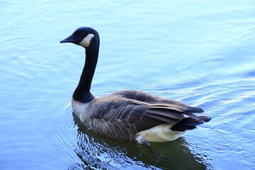 Canada goose on calm autumn water © fluffypw88