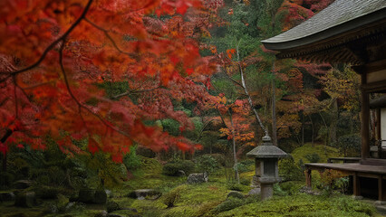 Fototapeta premium Red maple trees in a quiet Japanese temple garden