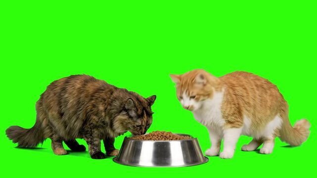 Two cats eating dry pet food from a metal bowl together isolated on a chroma key green screen background. Ideal for pet food commercials, veterinary clinic advertising, domestic pet care promos, anima