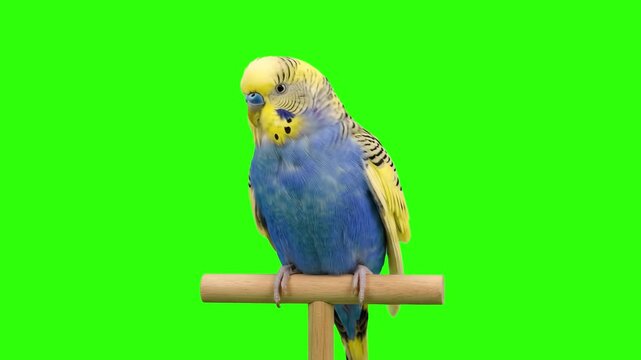 Cute blue and yellow budgerigar parrot sitting on a wooden perch isolated on a chroma key green screen background. Ideal for pet care promos, veterinary advertising, exotic bird guides, educational vi