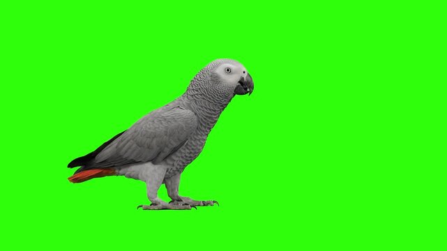 African grey parrot standing on the ground over a chroma key green background. Great for exotic pet promos, tropical bird videos, veterinary clinic ads, educational wildlife clips, and keyable video o