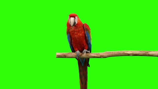 Red scarlet macaw parrot sitting on a wooden branch over a chroma key green background. Ideal for tropical bird videos, exotic pet commercials, zoo advertising, nature documentaries, and keyable video