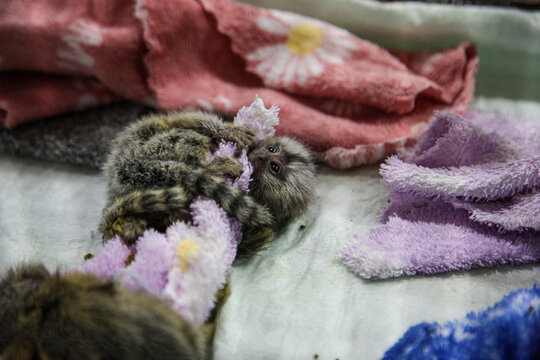 A baby marmoset monkey in an incubator.