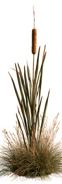 Single cattail plant with long green leaves and brown fuzzy head on black background
