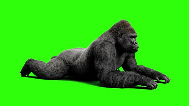 Wild silverback gorilla lying down on the ground isolated on a chroma key green screen background. Great for jungle wildlife documentaries, primate conservation promos, zoo marketing videos, and visua