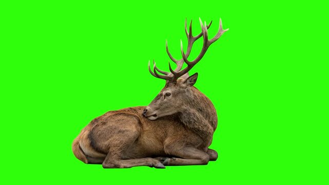 Red deer stag with majestic antlers lying down over a chroma key green background. Excellent for nature documentaries, wildlife conservation promos, forest animal videos, hunting ads, and keyable vide