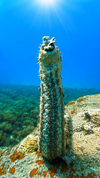 Scuba diving and underwater photo art. Closeup photo of a sea cucumber  standing at a coral reef.