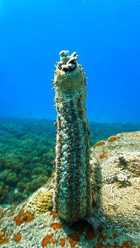 Scuba diving and underwater photo art. Closeup photo of a sea cucumber  standing at a coral reef.