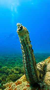 Scuba diving and underwater photo art. Closeup photo of a sea cucumber  standing at a coral reef.