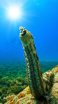 Scuba diving and underwater photo art. Closeup photo of a sea cucumber  standing at a coral reef.
