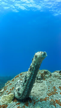 Scuba diving and underwater photo art. Closeup photo of a sea cucumber  standing at a coral reef.