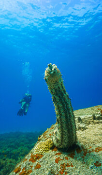 Scuba diving and underwater photo art. Closeup photo of a sea cucumber  standing at a coral reef.