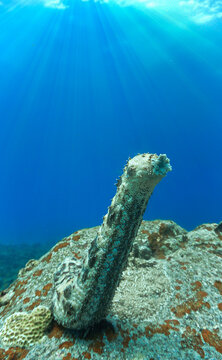 Scuba diving and underwater photo art. Closeup photo of a sea cucumber  standing at a coral reef.