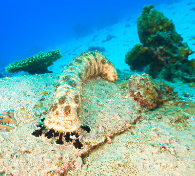 Scuba diving and underwater photo art. Closeup photo of a sea cucumber  standing at a coral reef.