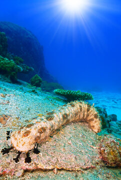Scuba diving and underwater photo art. Closeup photo of a sea cucumber  standing at a coral reef.