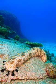 Scuba diving and underwater photo art. Closeup photo of a sea cucumber  standing at a coral reef.