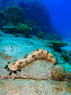 Scuba diving and underwater photo art. Closeup photo of a sea cucumber  standing at a coral reef.
