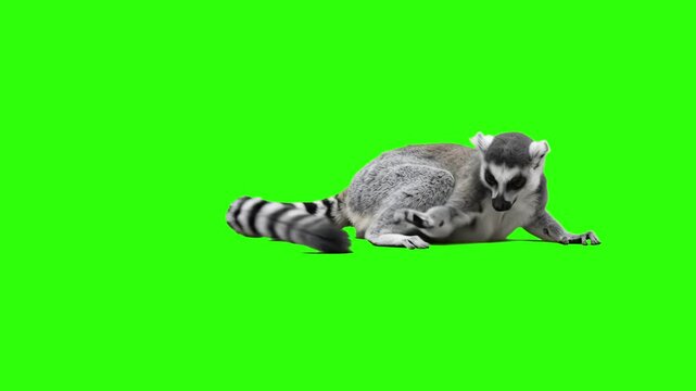 Cute ring-tailed lemur lying down on the ground isolated on a chroma key green screen background. Great for Madagascar nature documentaries, wild animal videos, zoo marketing promos, exotic pet educat