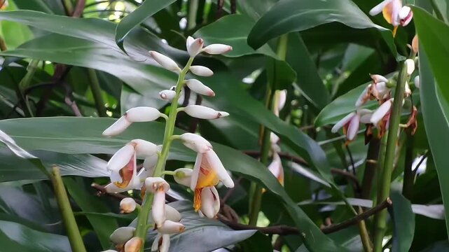 A close-up shot focusing on the unique white flower clusters of Cardamom Ginger, also known as False Cardamom (Scientific name: Alpinia mutica). The video captures a smooth zoom-out shot.