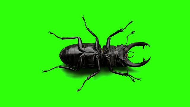 Macro shot of a large black stag beetle lying on its back over a chroma key green background. Ideal for nature documentaries, biology education videos, entomology presentations, pest control promos, a