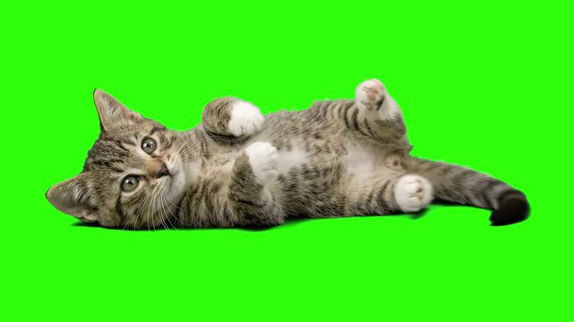 Adorable striped tabby kitten with white paws lying on its back over a chroma key green background. Perfect for pet shop commercials, funny cat compilations, veterinary clinic ads, and keyable video o