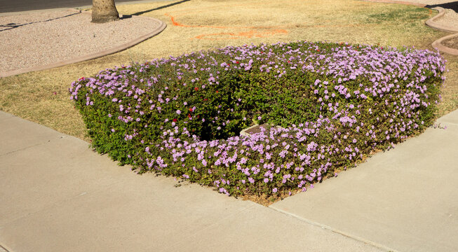 Xeriscaped street corner with flowering patch of Lantana Montevidensis around water service hatch 