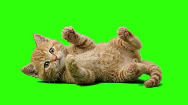 Cute ginger tabby kitten lying on its back with paws up over a chroma key green background. Ideal for pet food commercials, veterinary care promos, cute animal videos, adoption campaigns, and keyable 