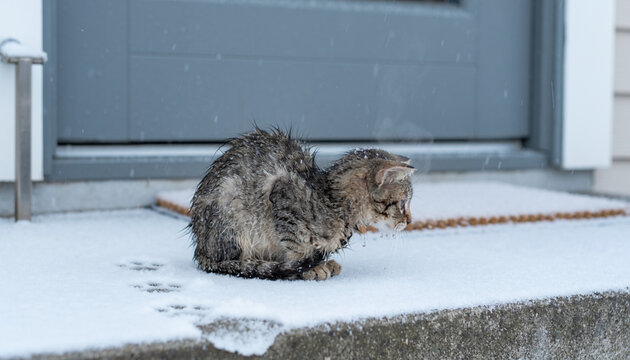Two Cats Resting on Snow Covered Porch Outside House During Winter