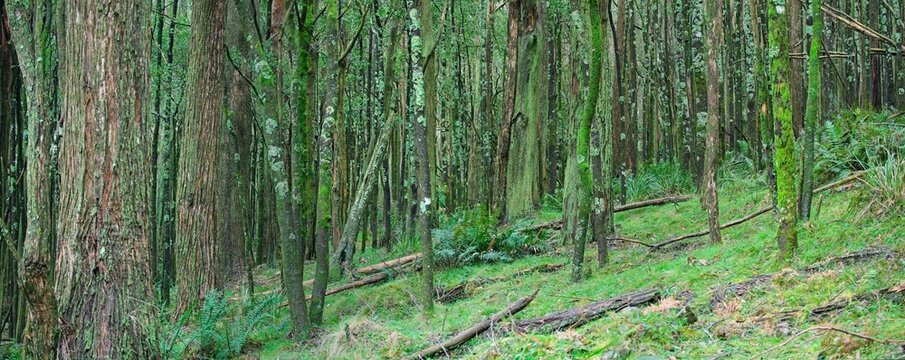 Hiking in the forest near the summit of Mount Macedon, with moss & lichen covered tree trunks &  a lush understorey of ferns & other plants