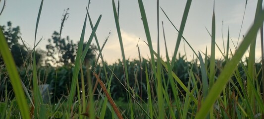 Obraz premium Beautiful morning landscape of a remote indonesian village with lush green grass, blue sky, and warm sunrise light at 5:30 AM