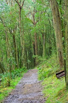 Hiking track in the forest near the summit of Mount Macedon, with moss & lichen covered tree trunks & a lush understorey of ferns & other plants