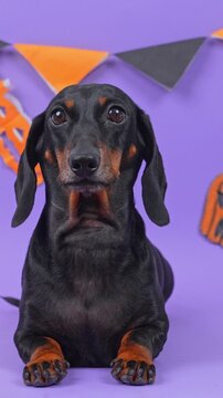 A black and tan dachshund dog lies with front paws forward and lifts its head attentively on a purple studio background with a triangle flag garland, a concept of relaxed pet obedience training.