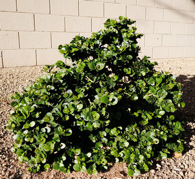 Boxwood Beauty Natal Plum or Carissa macrocarpa in desert-style xeriscaped ground, Phoenix, Arizona 