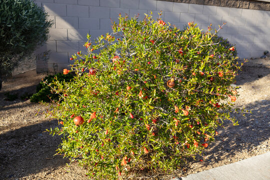 Ready to crack open ripe fruits of dwarf pomegranate shrub with some buds and flowers between twigs its twigs;  such shrubs are often used as ornamental plants