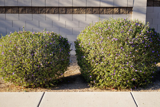 Xeriscaped grounds with neatly trimmed vibrant green shrubs of Desert Ruellia blooming with trumpet-shaped purple-blue flowers, Phoenix, AZ
