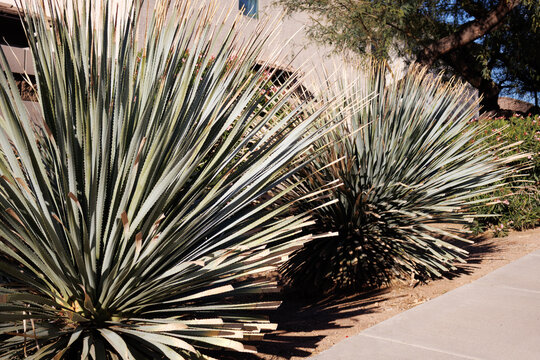 Closeup of Desert Spoon (Dasylirion Wheeleri also known as Sotol) along xeriscaped city street in Phoenix, Arizona