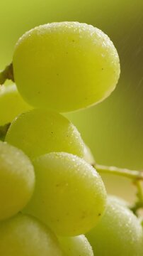 Red grape, spanish supermarket food, Close-up green grape cluster on vine in the vineyard. Stock Photo